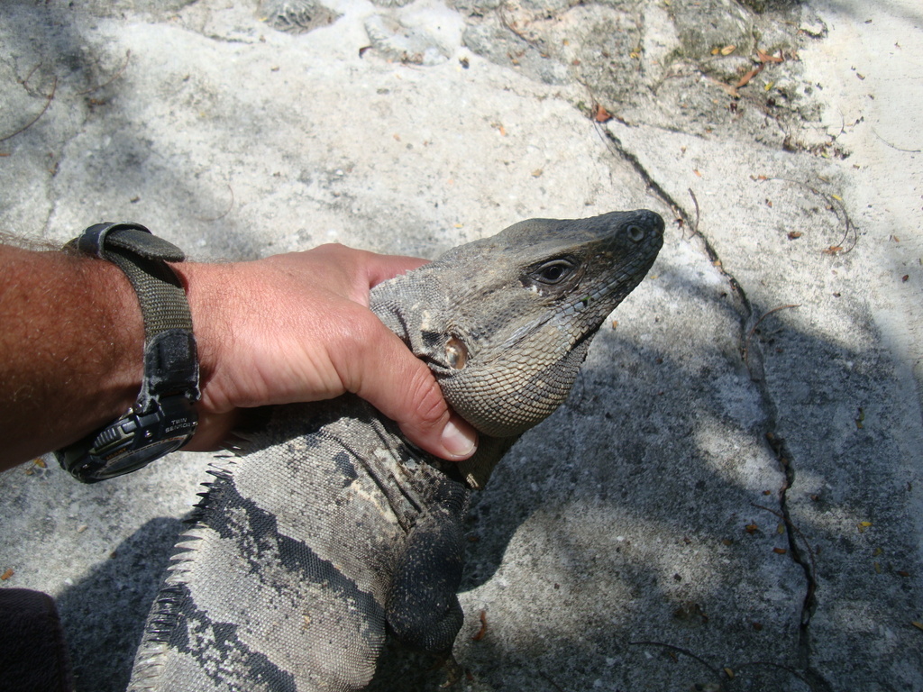 Iguana Riviera Maya